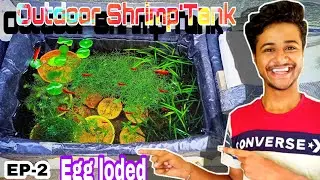 MY FIRE 🔥 RED SHRIMP🦐IS FULL OF EGGS🥚||HOW TO BREED SHRIMP NATURAL WAY||EP-2