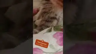 Мишаааааааа