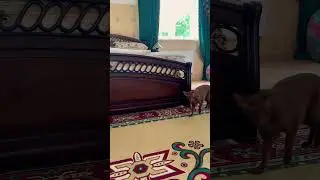 #shortvideo #cat #tiktok #catlover #reels #kitten #рекомендации #топ #viralvideo #тренды #топ #top