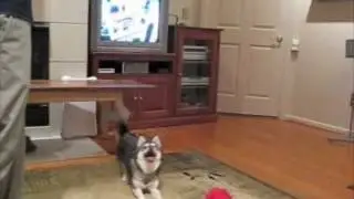Koopa and his monkey!