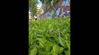 KENER - 12 DE COPAS