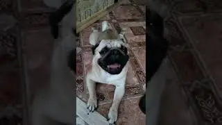 Кашемир с Дачной (Тим). Разговоры по душам)