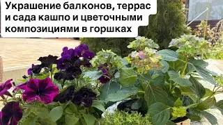Decorating balconies, terraces, and gardens with flowerpots and potted compositions—patunia, phlo...
