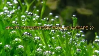 APA ITU FOTOSINTESIS PADA AQUASCAPE ??