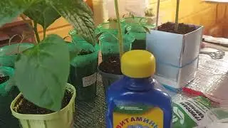 Пытаемся помочь рассаде томатов!