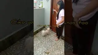 Beautiful my dog