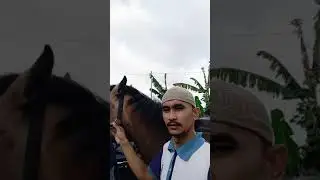 kuda kawin