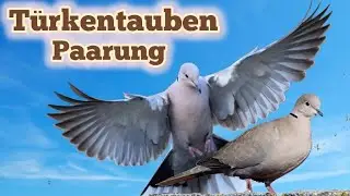 Türkentauben Paarung #lovenature #love #liebe
