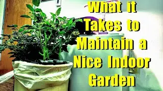 HYDROPONIC GARDEN MAINTENANCE