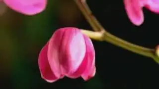 SingingFlowers