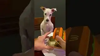 This dog wasn't happy with his meal😂😂 #dog #dogs #cute