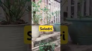 seledri subur #short #shorts #viralvideos #viral