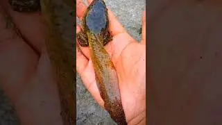 👾👽alien এর দেখা মিলল পৃথিবীতে 😱🤫