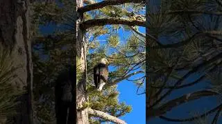 Close Encounters With Bald Eagles