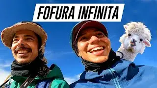 Encontramos as LHAMAS no ALTIPLANO | Viagem de Bicicleta #278