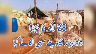 Baray Bachron Ka Rate Kaisey Ab Or 1 Bachray Kay 80 Lagadiye |latest Sohrab Goth Mandi Update| 