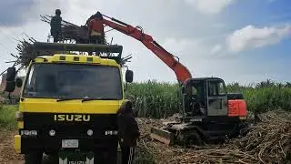 Best Sugarcane loader demo on the farm