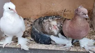 Сколько птенцов из под голубей можно получить за сезон ?
