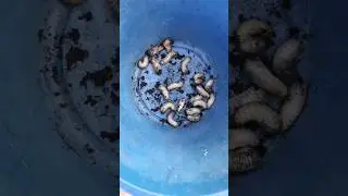 Cómo Eliminar la Gallina Ciega de Forma Ecológica y Efectiva