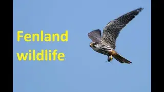 Wonderful wildlife of East Anglian Fenlands