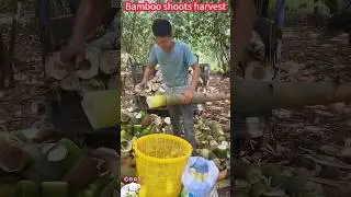 Bamboo shoot cutting harvest new method, one slice is ready,fresh super simple竹筍切割收穫新方法，一削即成，鮮嫩好吃超簡單