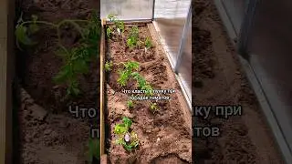 Что класть в лунку при посадке томатов.