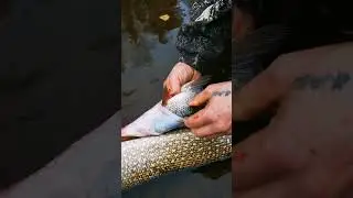 огромная толстая щука с сюрпризом, лютый Вова