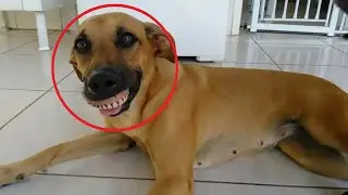 The dog did something that made the owner laugh TO TEARS!!!