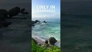 Only in Barbados 🇧🇧 #barbados #islandvibes