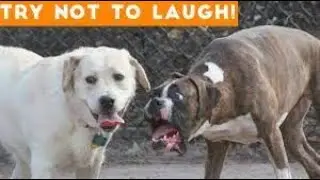 Super Funny Dog Videos #1 Chihuahua TV