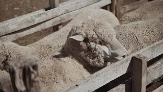 Кормление овец Фермер Сервис