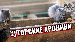 ХУТОРСКИЕ ХРОНИКИ: СВИНКИ, НУТРИИ И ПОКУПКА ТРАКТОРА. ПУТЕШЕСТВИЕ В МИР СЕЛЬСКОЙ ЖИЗНИ.