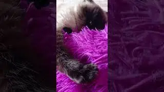 ✌️✌️✌️ ЛИЗА ✌️✌️✌️ КРАСАВИЦА
