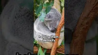 TOP 10 FACTS ABOUT KOALAS |Top 10 Amazing Koala Facts| #koalas #animalfacts #facts
