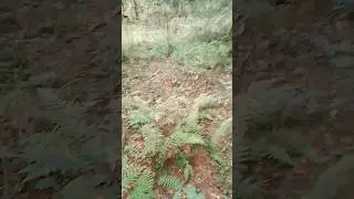 Отпуск эвакуаторщика: поехали на рыбалку с коришом #природа #лес