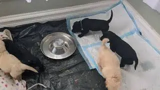 Goldador puppies escape and capture. cute puppy video