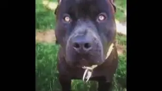 PitBull Black Handsome