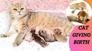 Cat Giving Birth to 5 Kittens First Time | British Cat Gives Birth to Baby Cats | Newborn Kittens