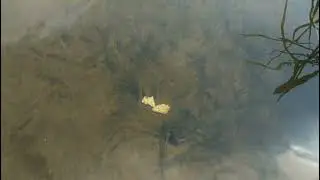 обзор на реке устье в дуброво
