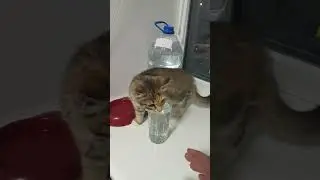 котенок 🐱 МАШМАШ  👍👍👍👍👍👍👍