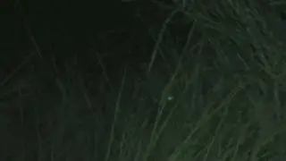 Alien Sighting 29/9/13 - Imitating my Cat WTF Sighting 29