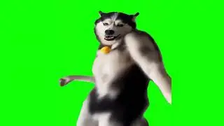 Husky Dancing Green Screen Meme