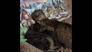 КОТ ТИМОША с подружкой