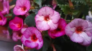 АХИМЕНЕС. Уход за ахименесом. Прищипка. Полив. Удобрения.