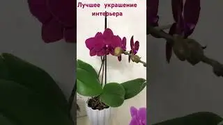 Лучшее украшение интерьера #цветы #орхидеи #комнатныерастения