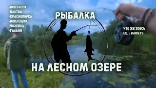 Лесное озеро. Дикий клев. Споры о рыбе. Подъязок, плотва, красноперка, подлещик. Нахлыст на озере.