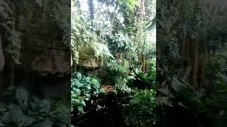Inside the Climatron