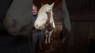Лошади клуба Баллада: конюшня с жеребцами часть 6