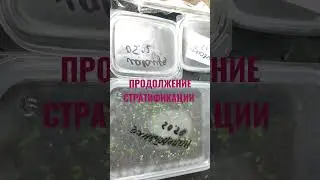 стратификации продолжение