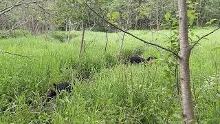 Нашли болото в лесу